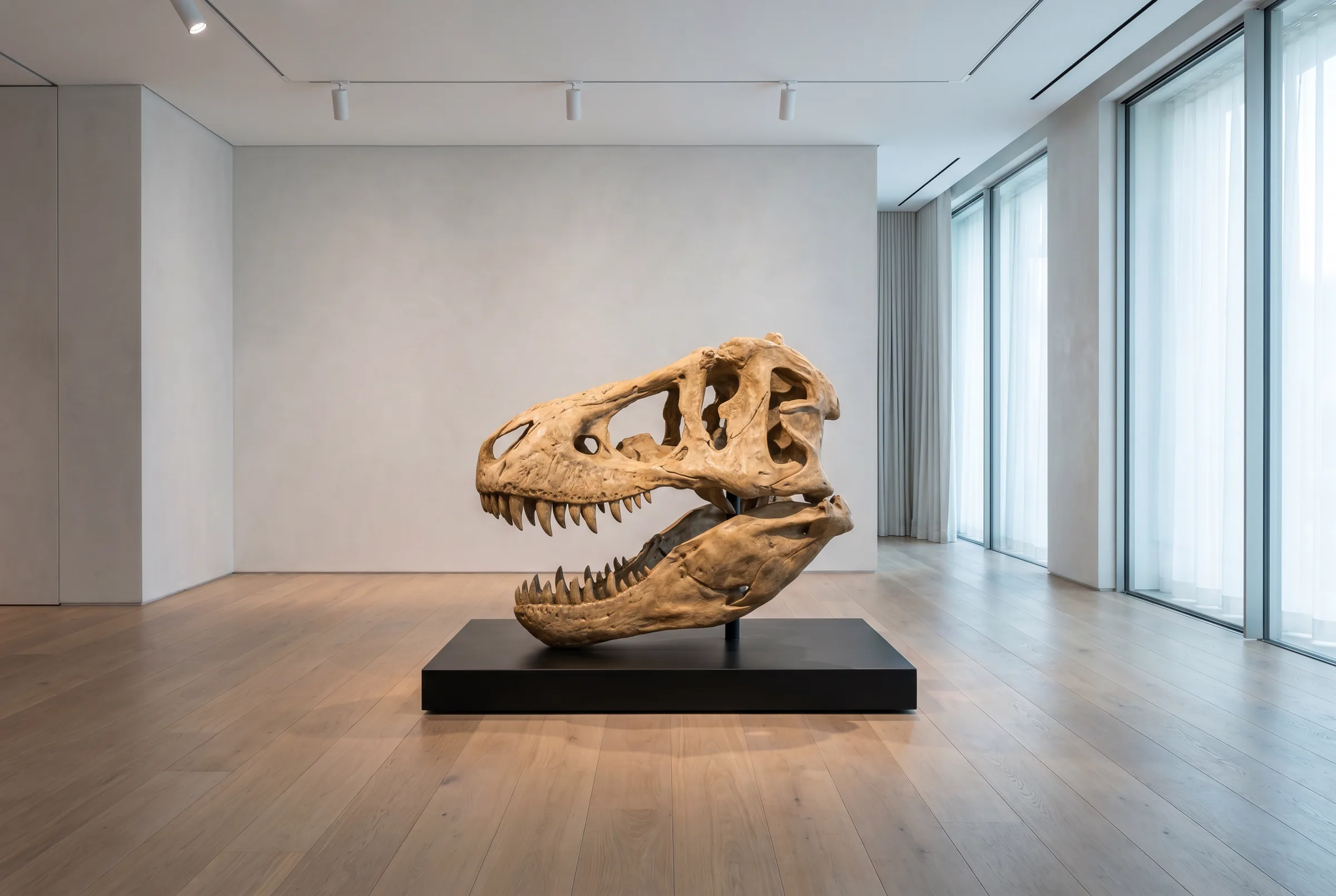 Tyrannosaurus rex Skull — staged render in a private gallery setting