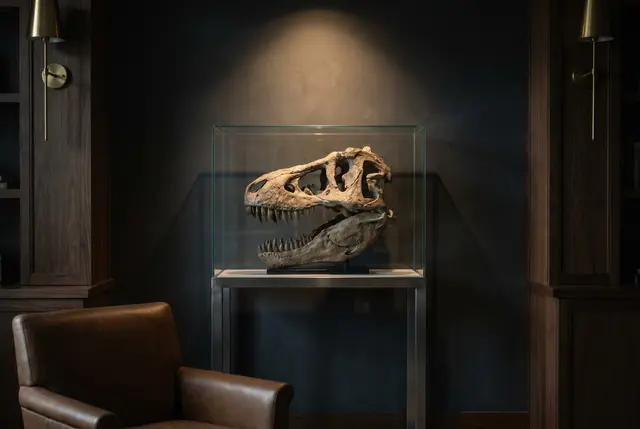 Staged render of a cast Tyrannosaurus rex skull in a vitrine in a dark panelled study