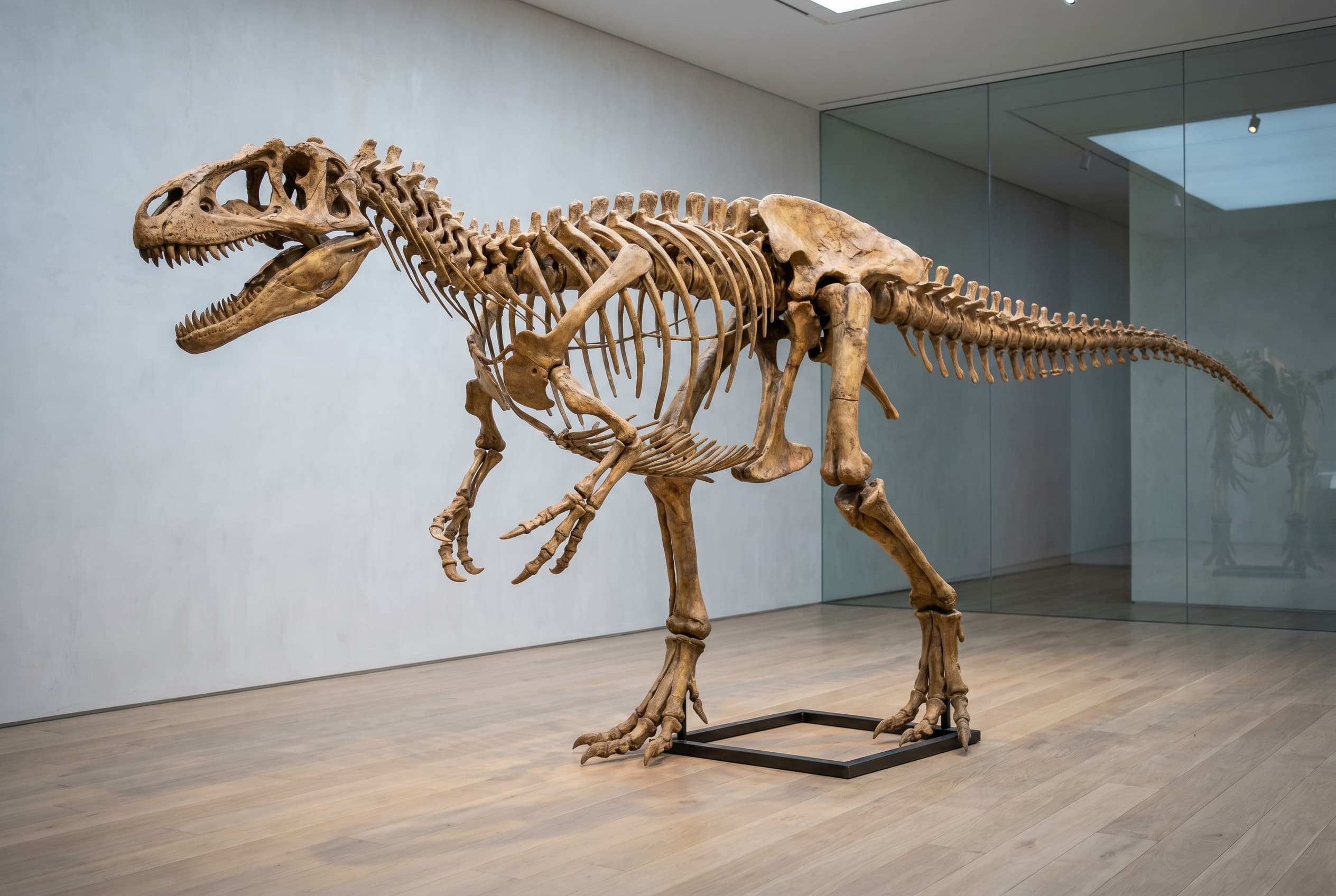 Allosaurus Full Skeleton — staged render in a staged setting