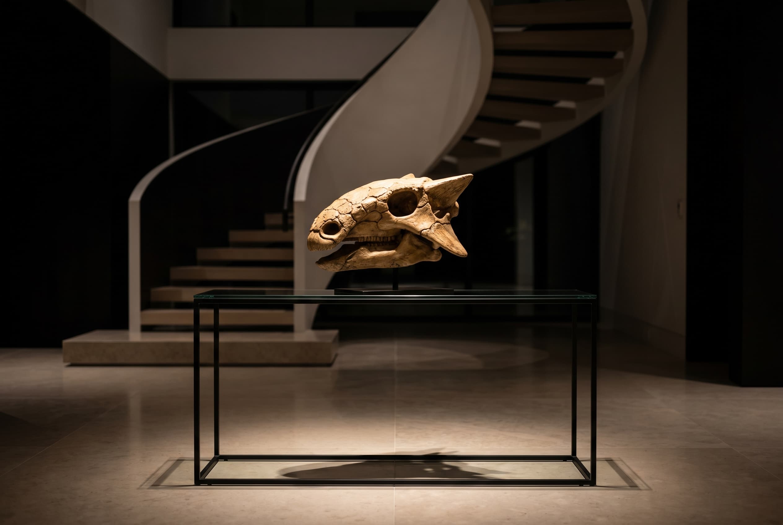 Ankylosaurus Skull — staged render in a staged setting