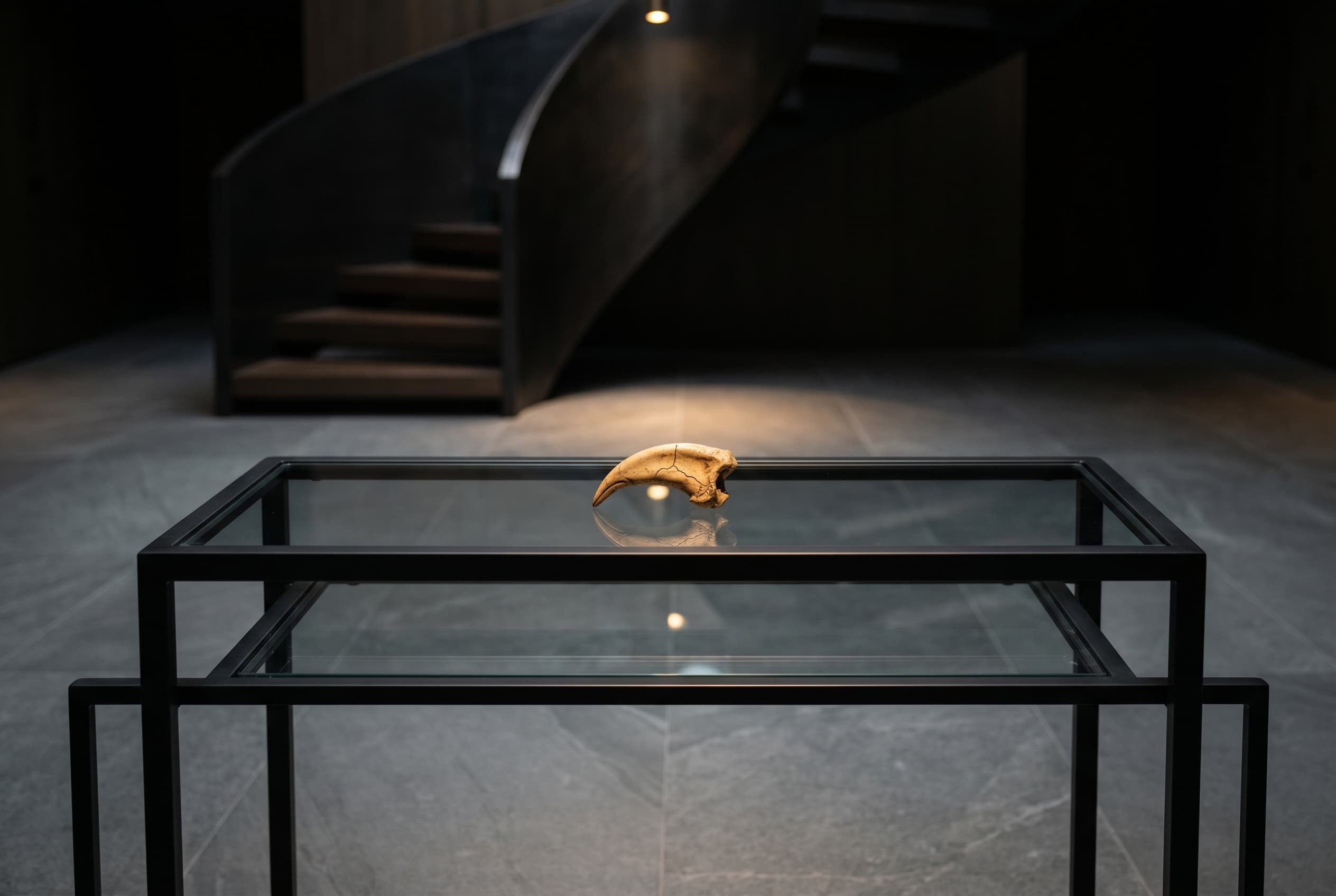 Archaeopteryx Claw — staged render in a staged setting