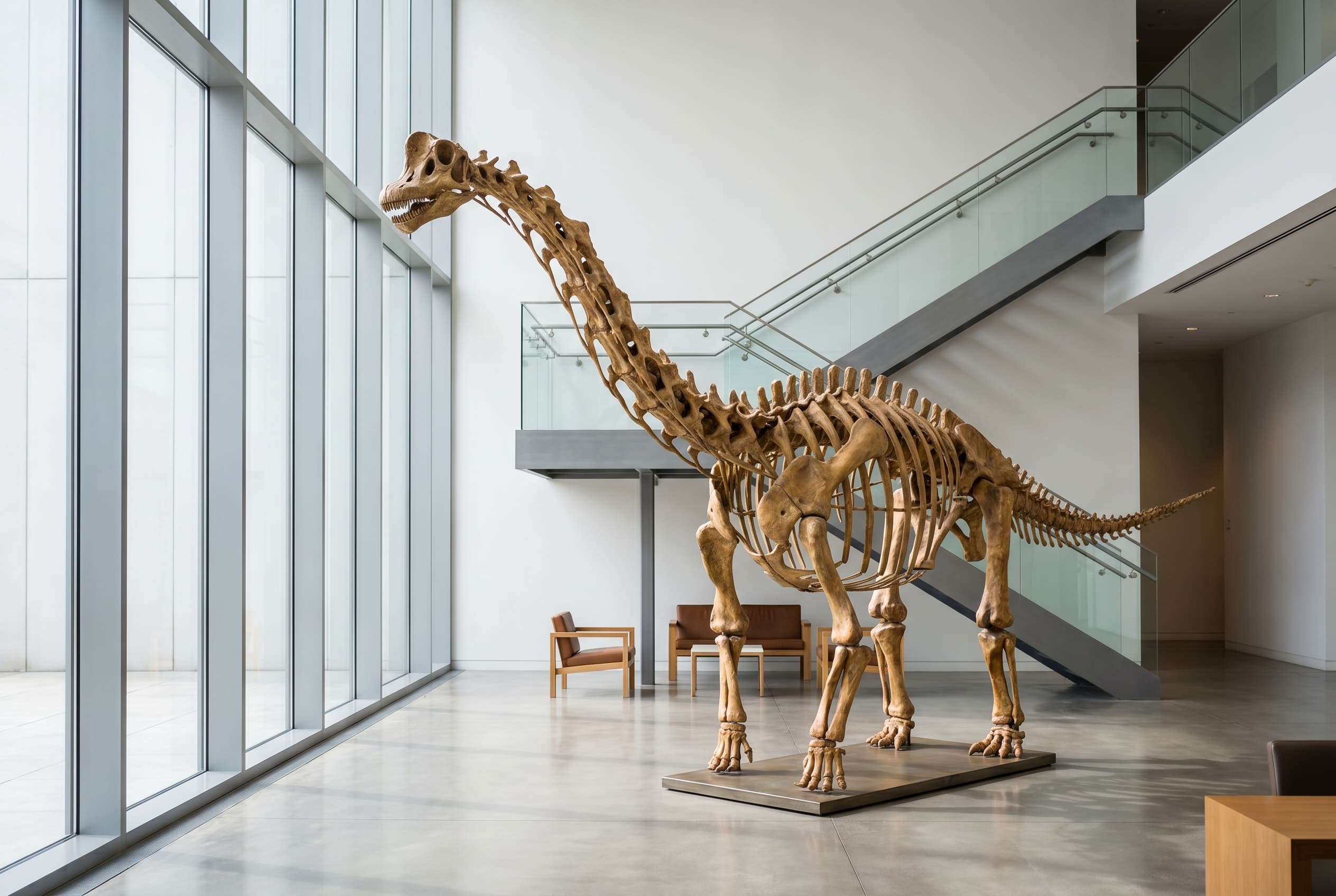 Brachiosaurus Full Skeleton — staged render in a staged setting