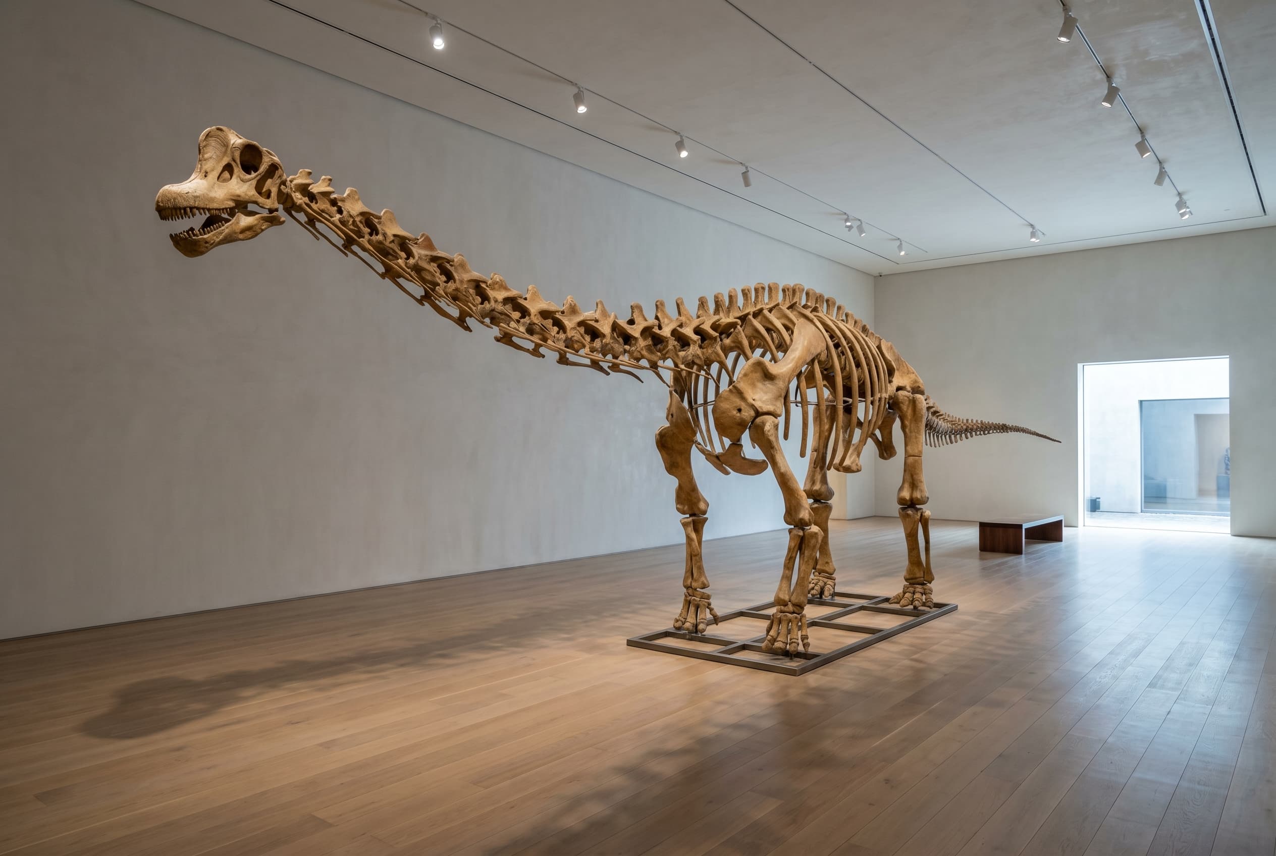 Brachiosaurus Full Skeleton — staged render in a staged setting