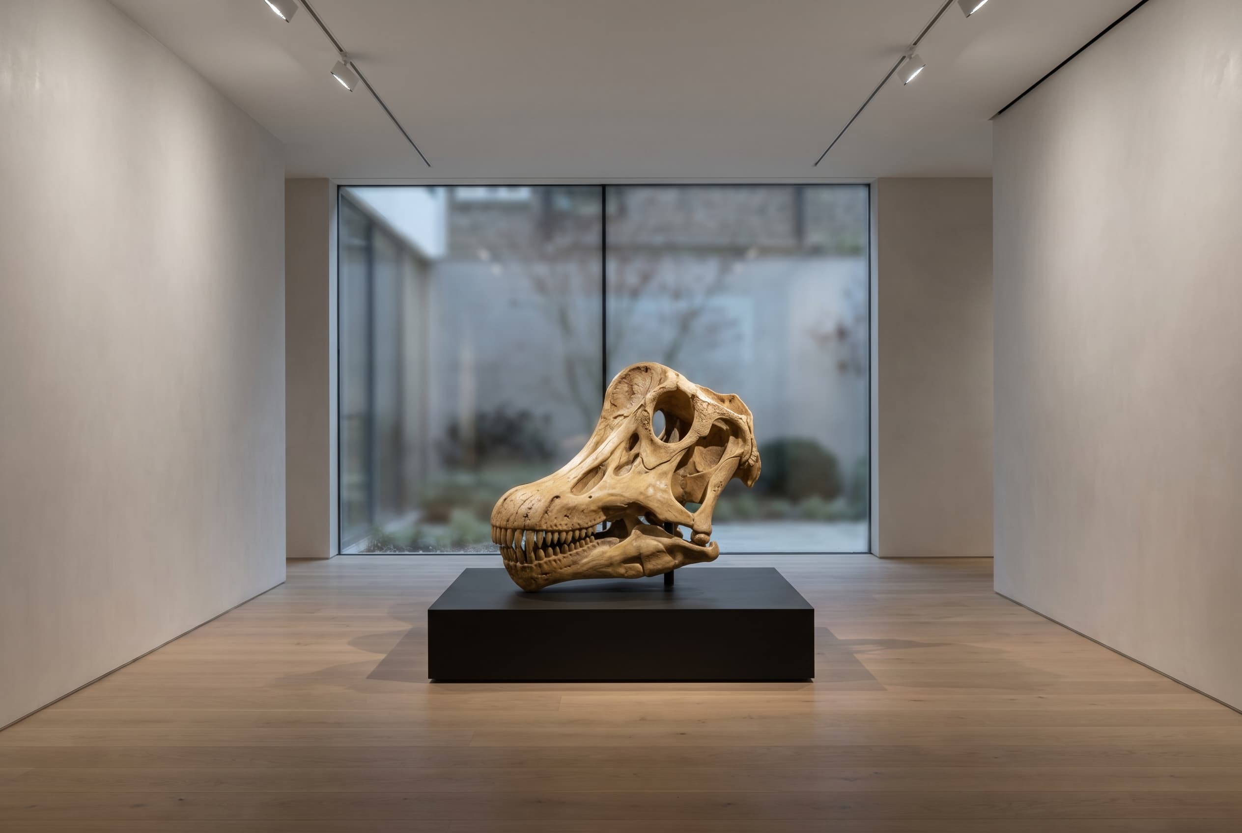 Brachiosaurus Skull — staged render in a staged setting