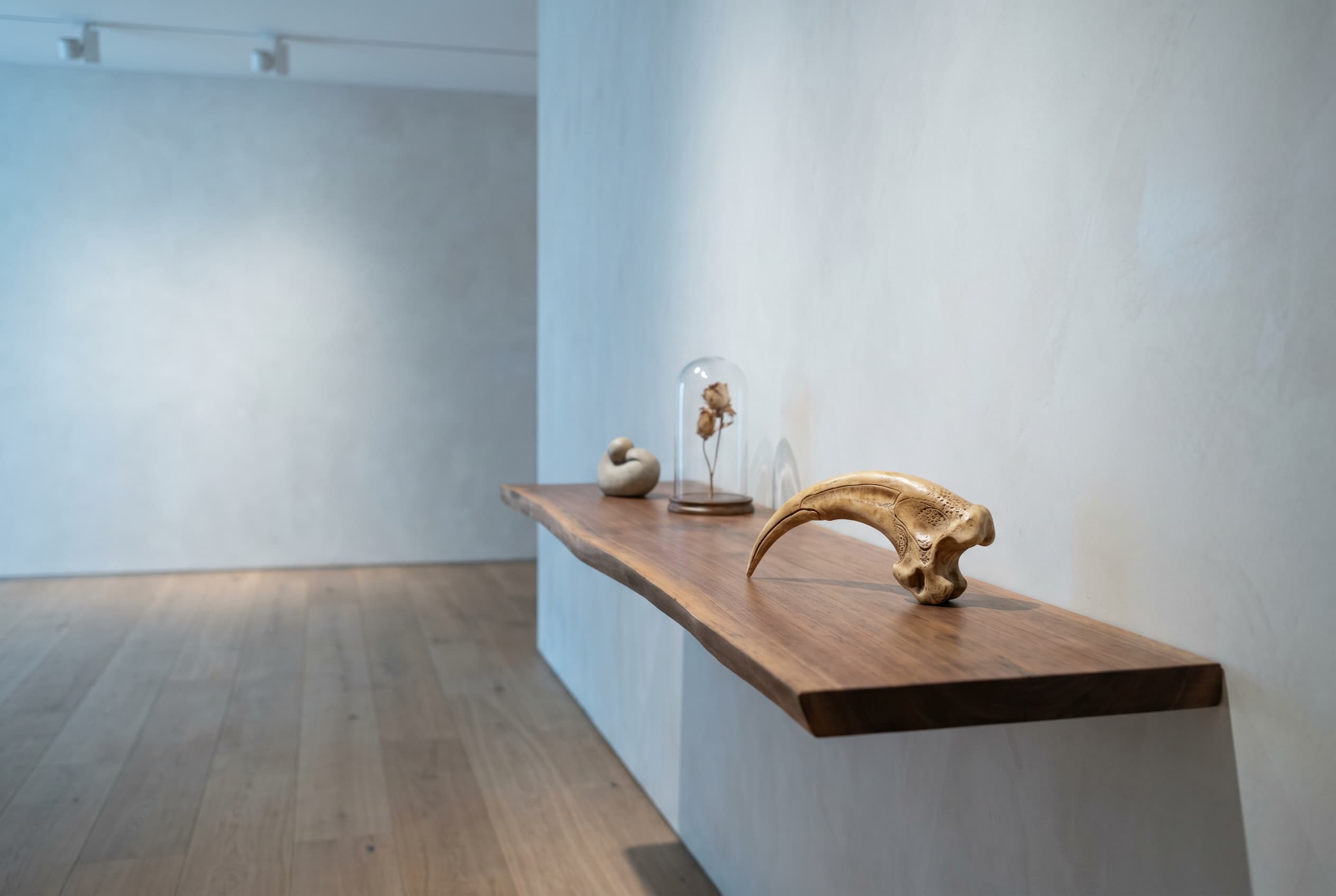 Microraptor Claw — staged render in a staged setting