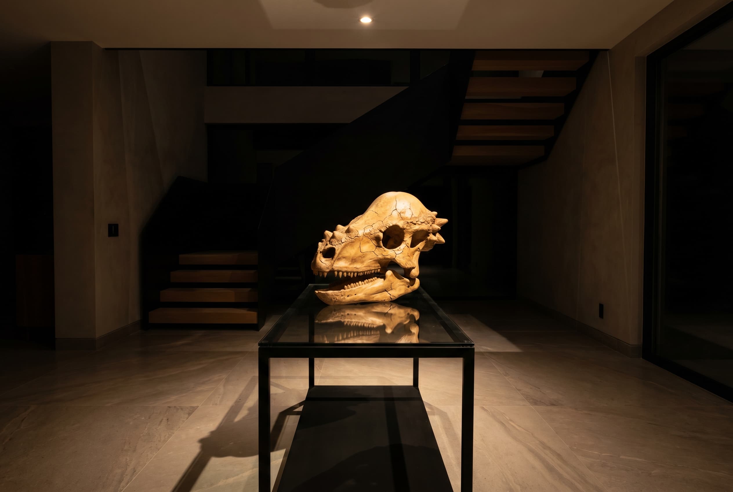 Pachycephalosaurus Skull — staged render in a staged setting