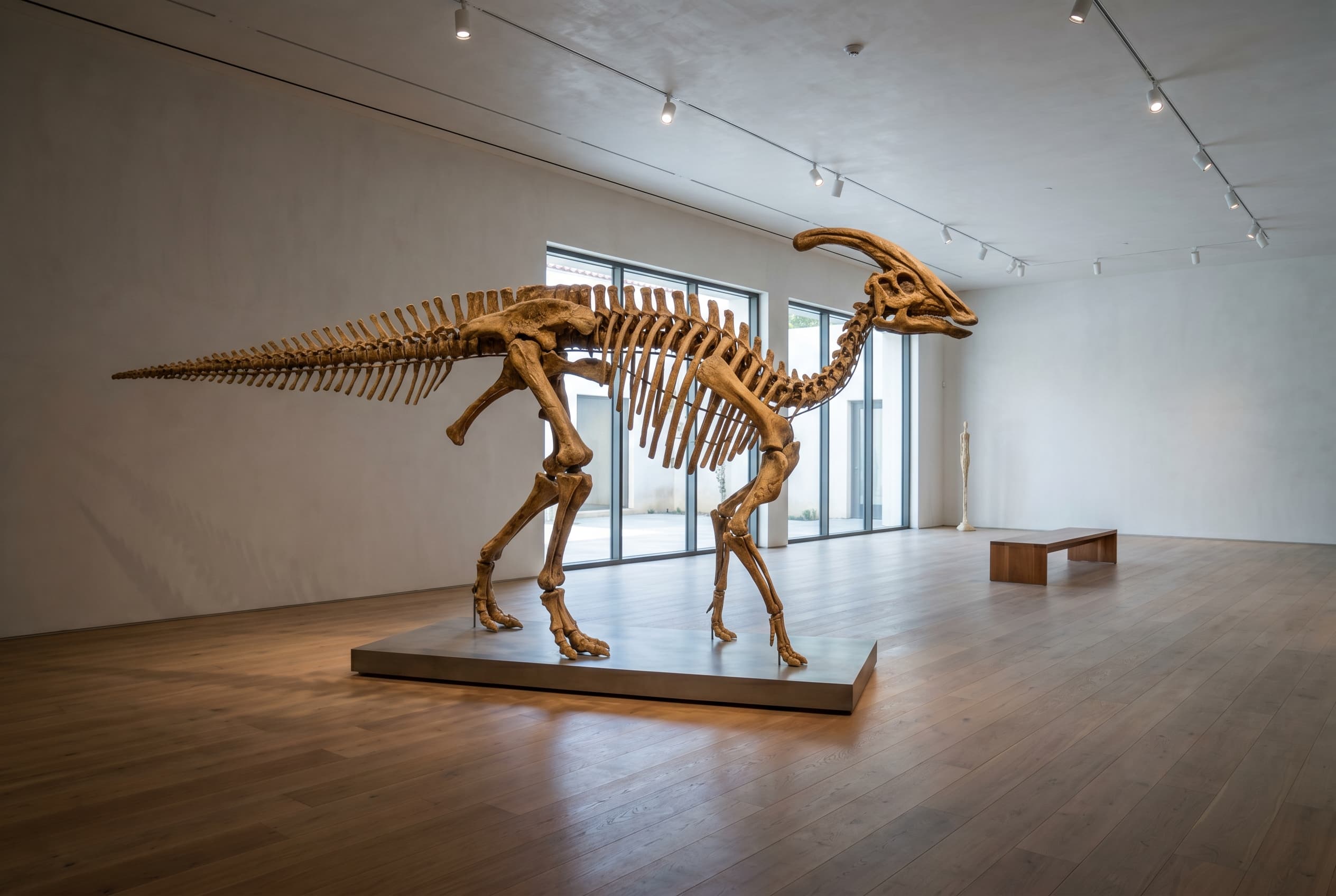 Parasaurolophus Full Skeleton — staged render in a staged setting