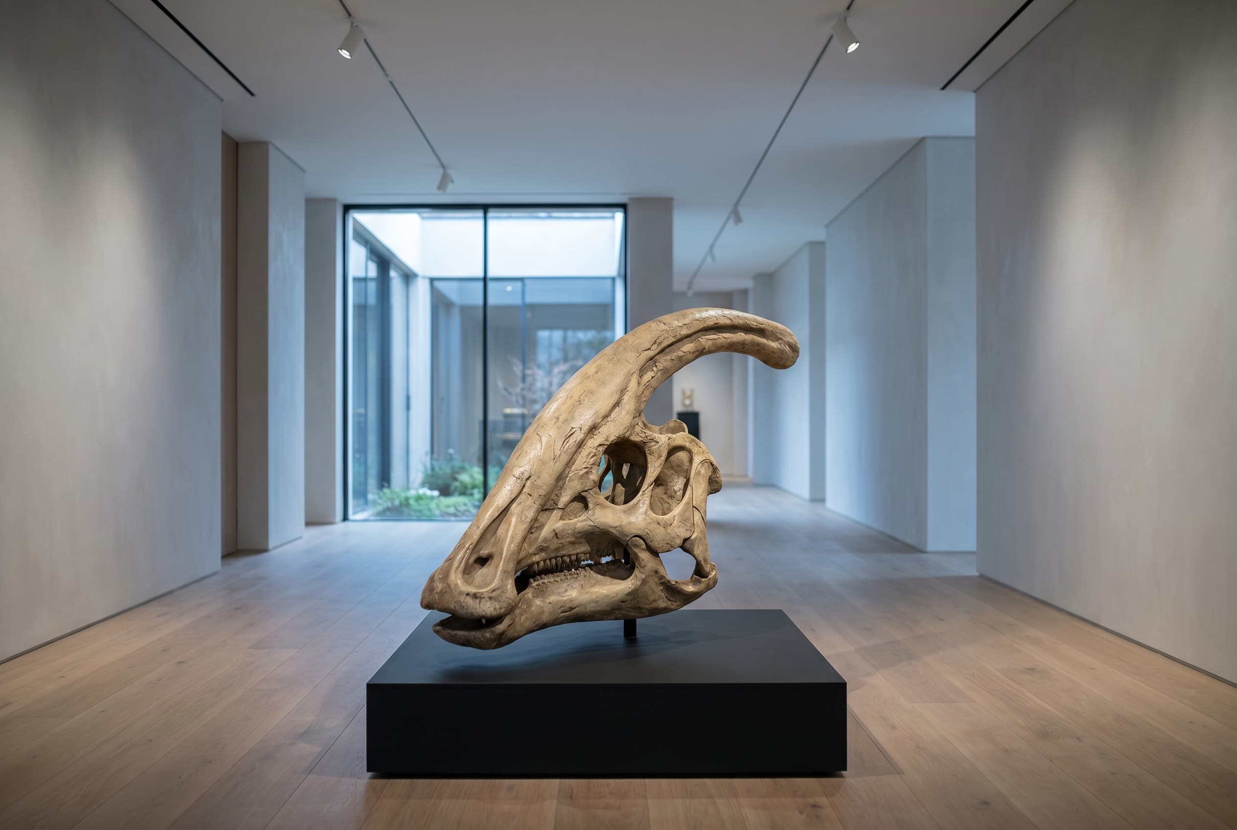 Parasaurolophus Skull — staged render in a staged setting