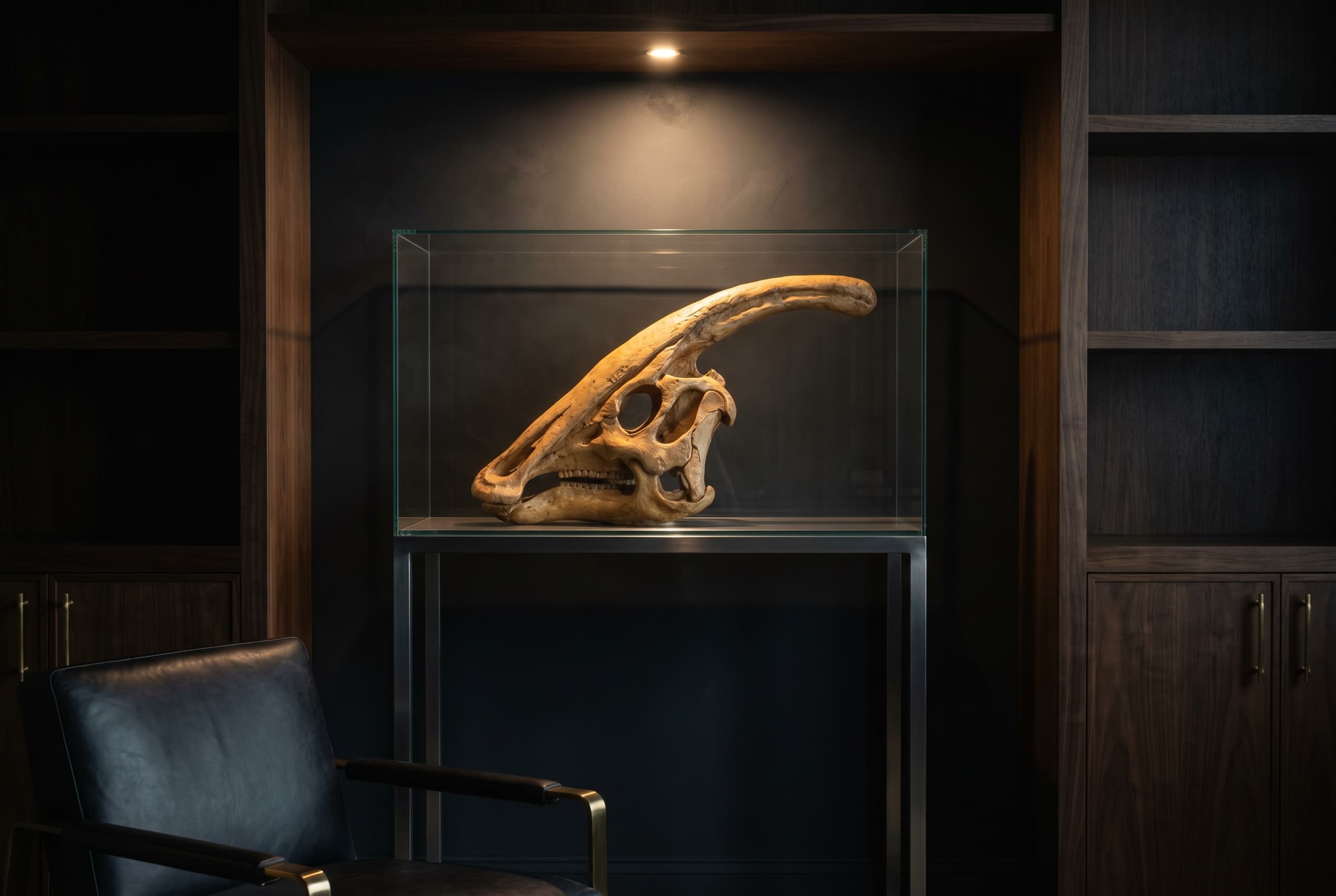Parasaurolophus Skull — staged render in a staged setting