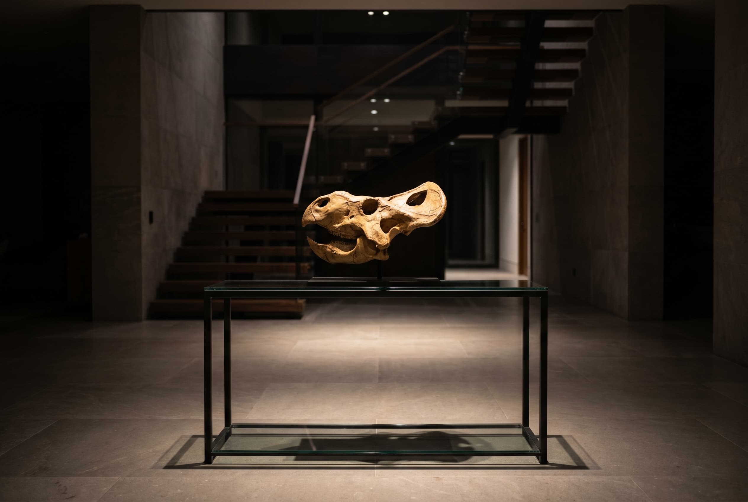 Protoceratops Skull — staged render in a staged setting