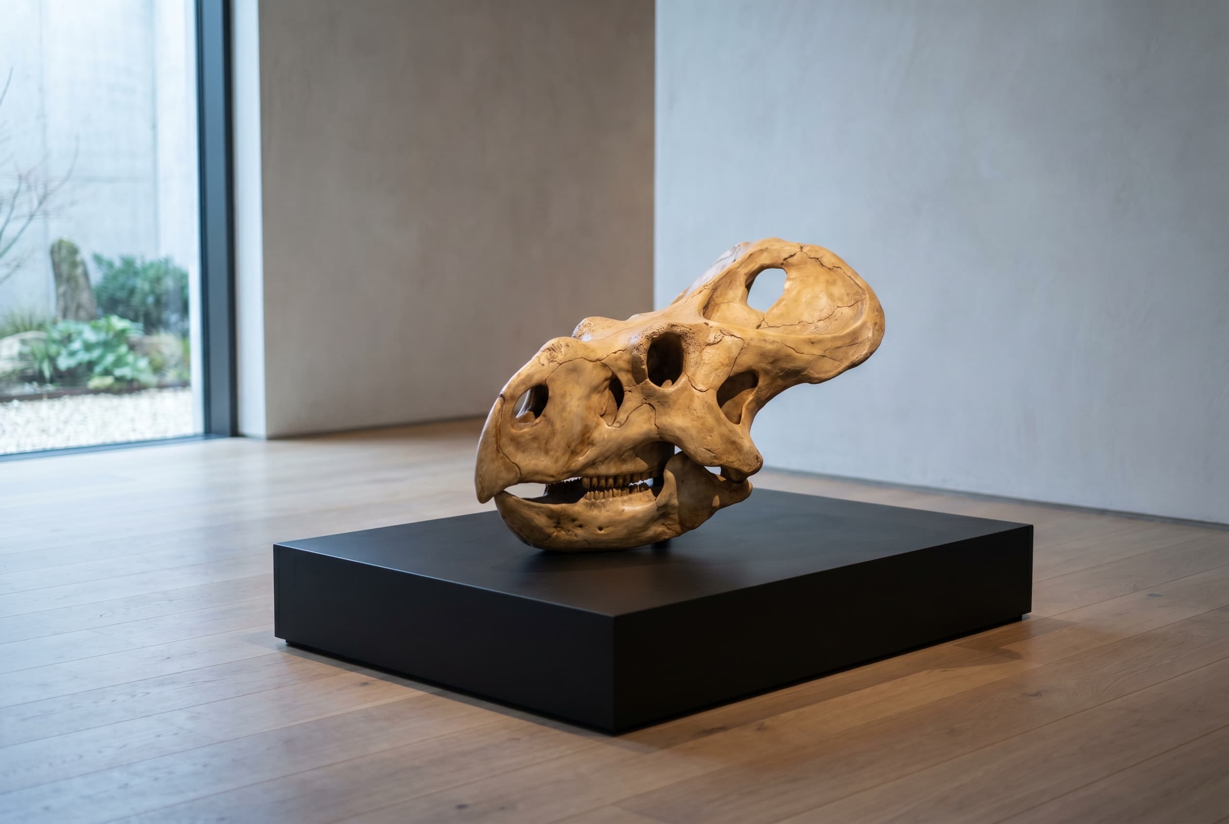 Protoceratops Skull — staged render in a staged setting