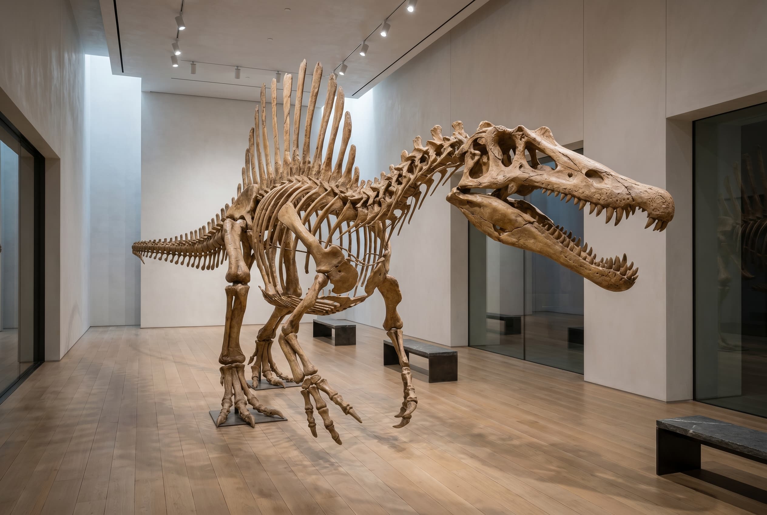 Spinosaurus Full Skeleton — staged render in a staged setting