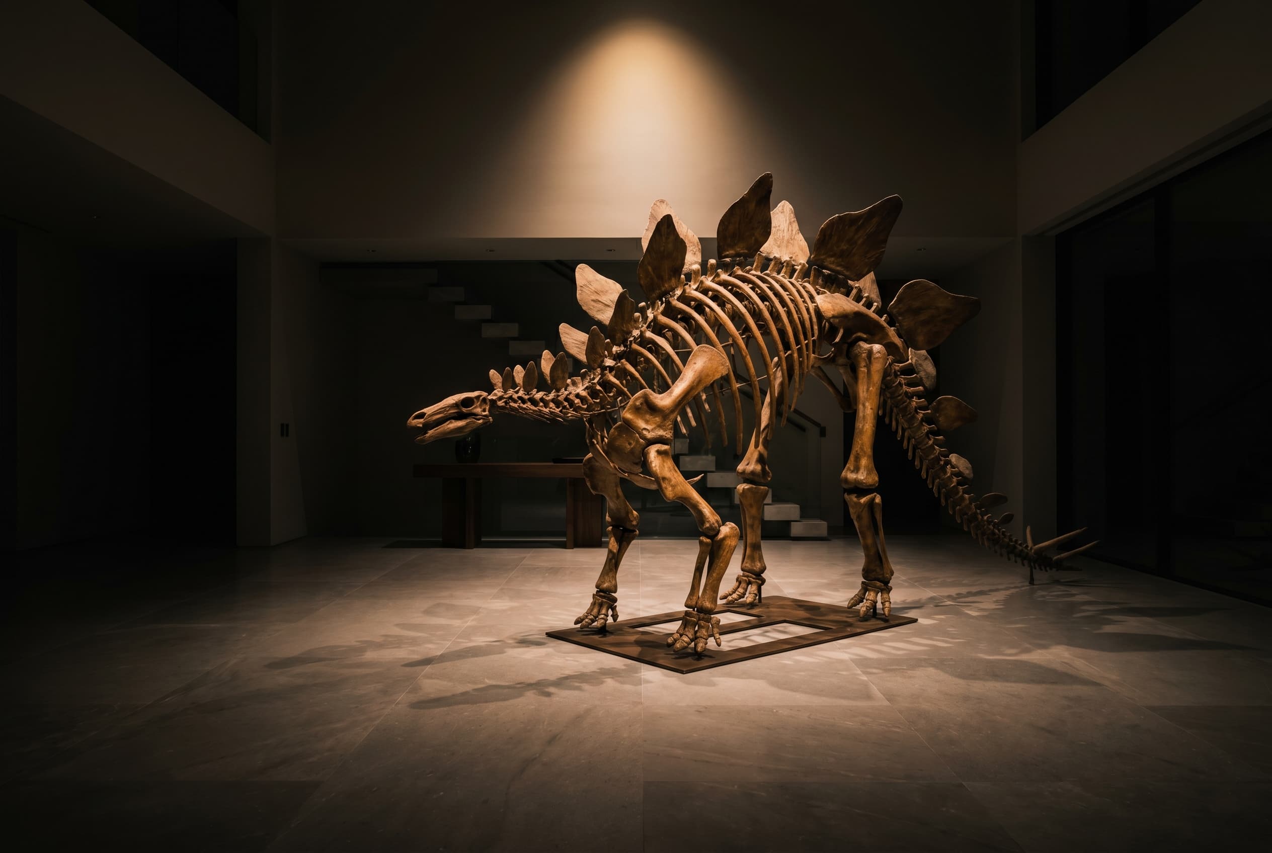 Stegosaurus Full Skeleton — staged render in a staged setting