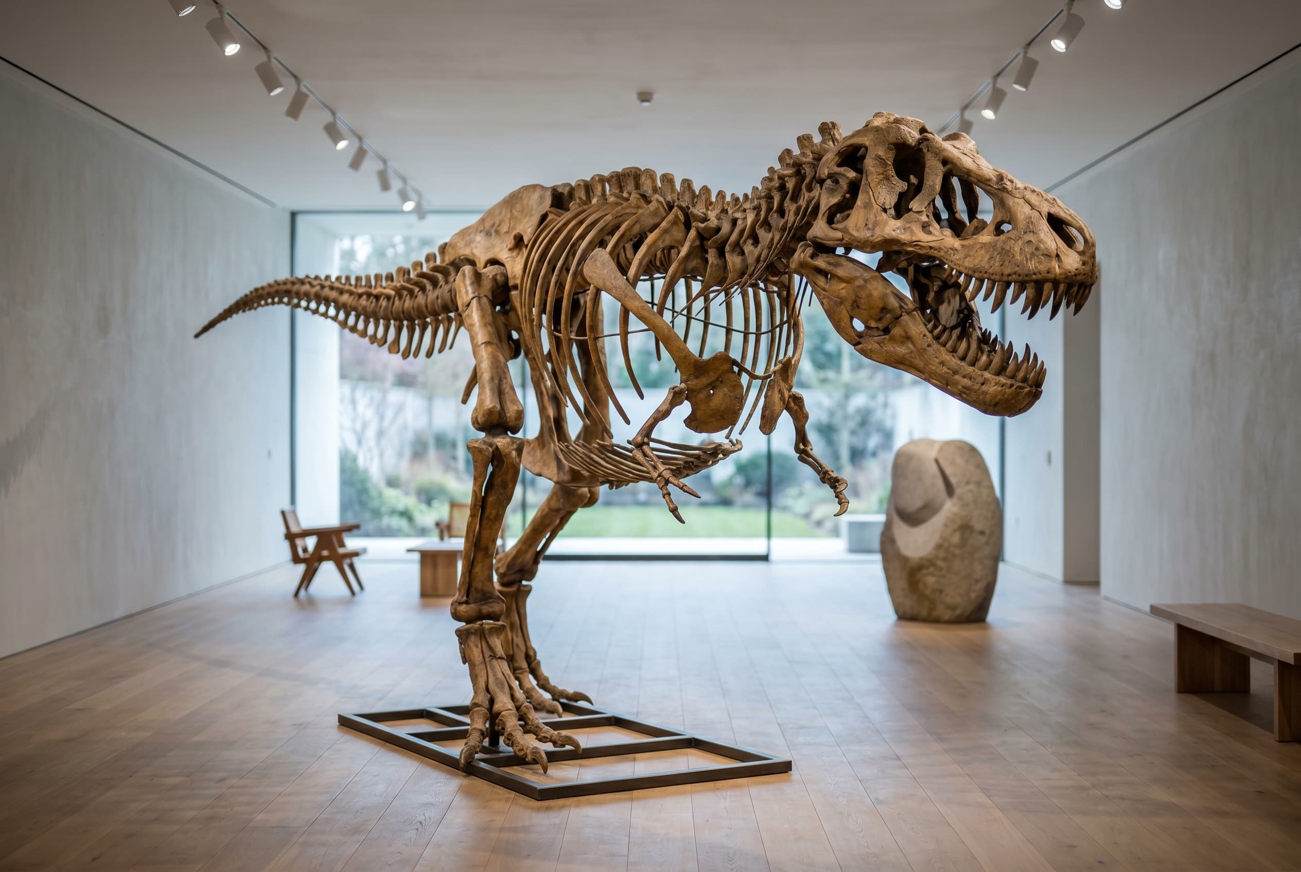 Tyrannosaurus rex Full Skeleton — staged render in a staged setting