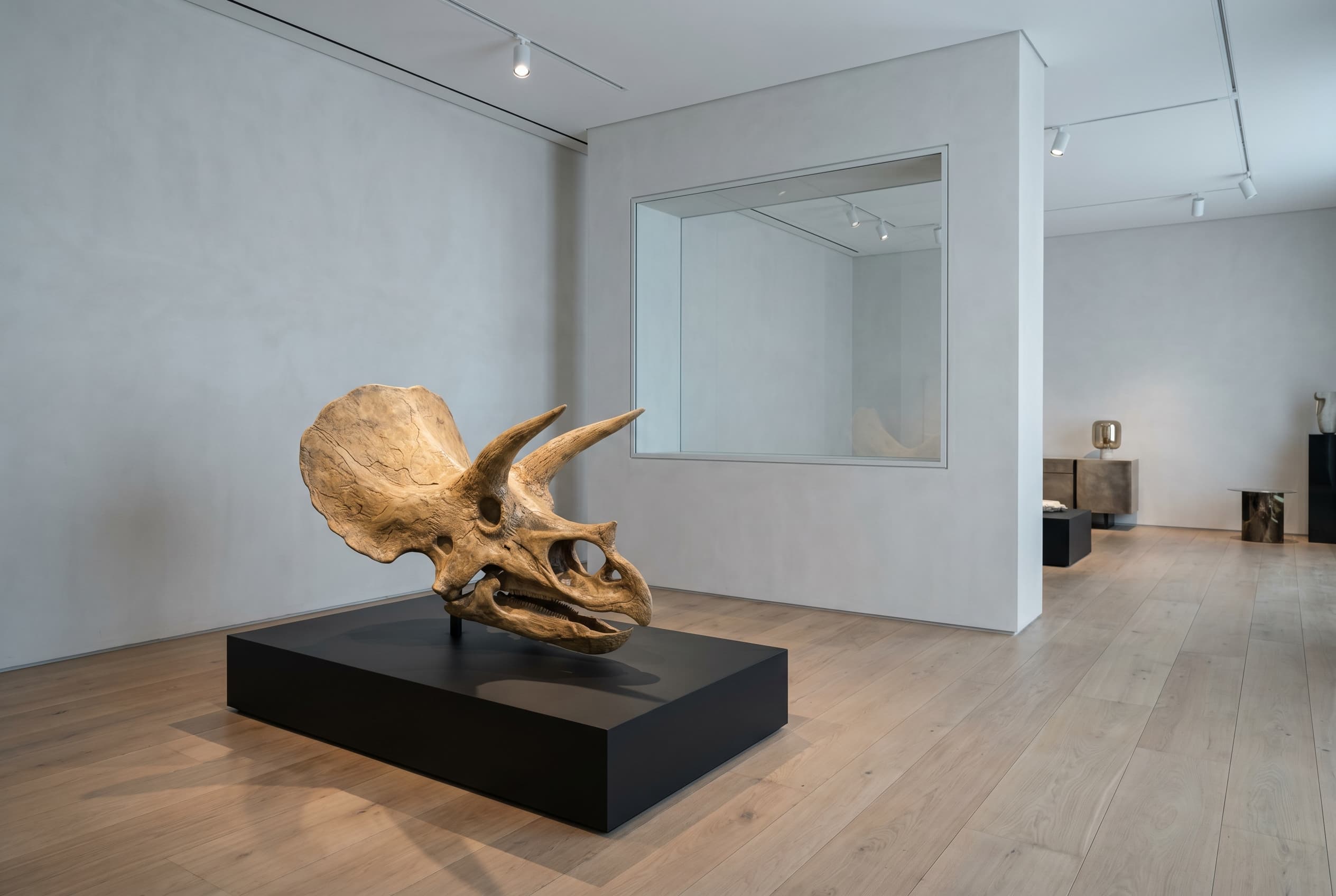 Triceratops Bone — staged render in a staged setting