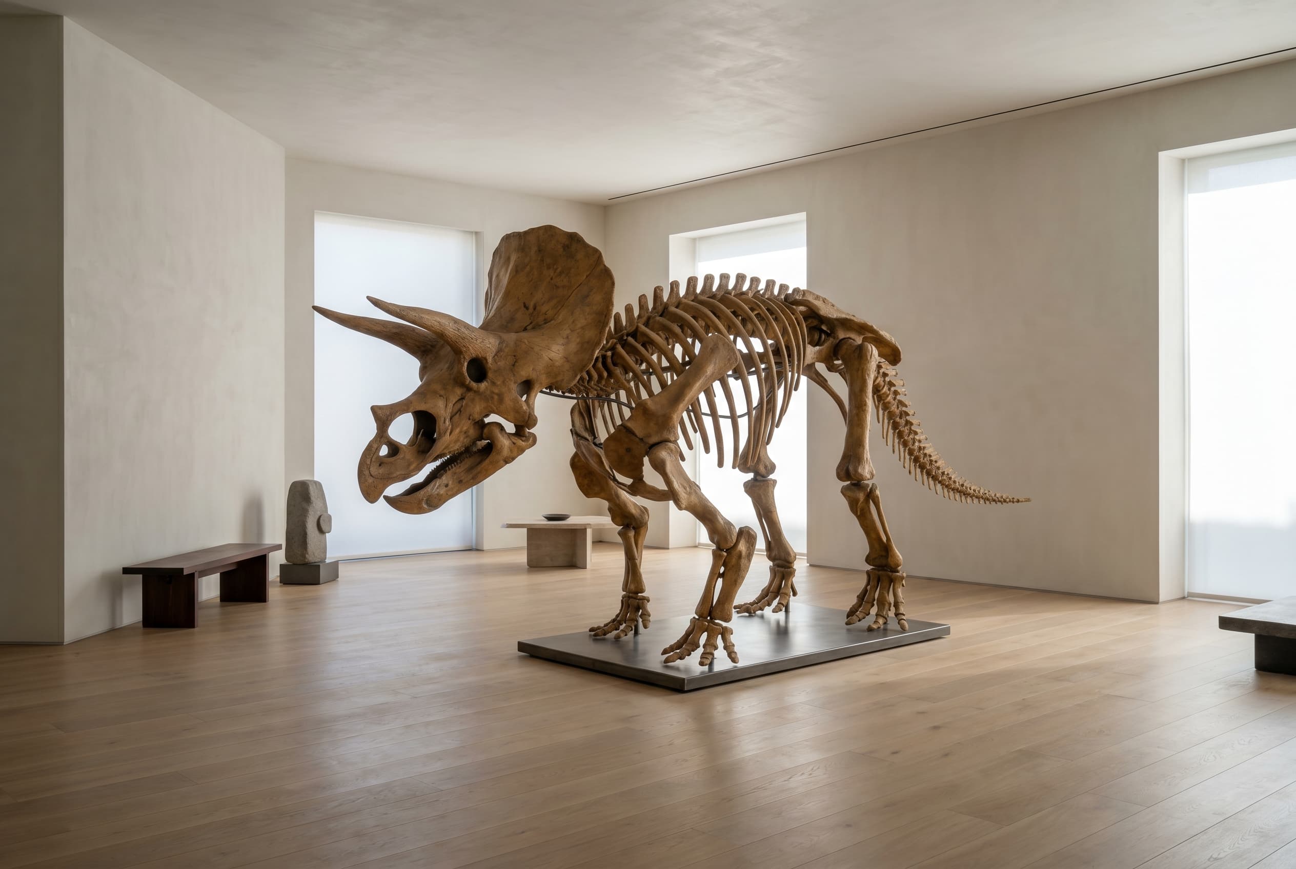 Triceratops Full Skeleton — staged render in a staged setting