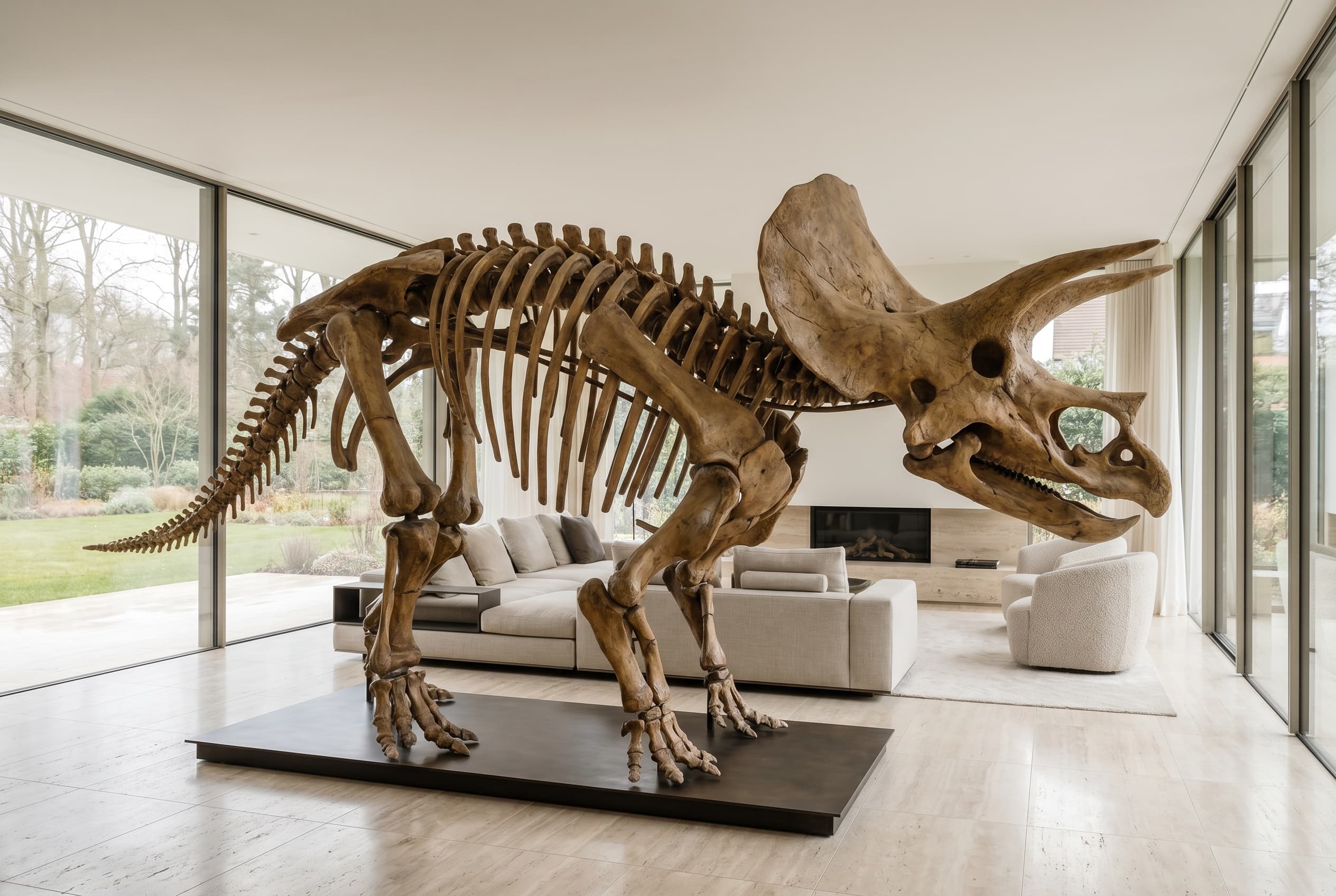 Triceratops Full Skeleton — staged render in a staged setting