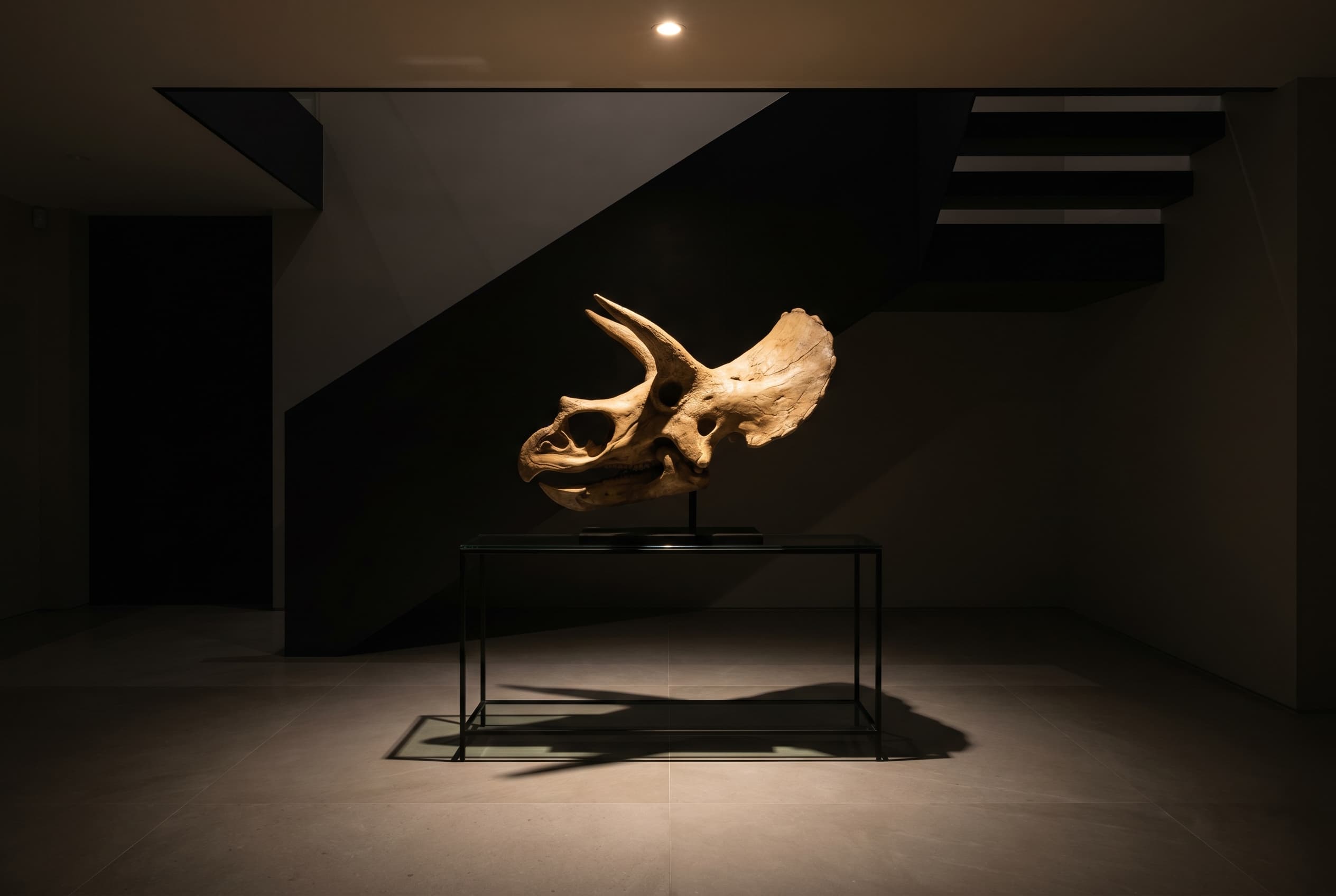 Triceratops Skull — staged render in a staged setting
