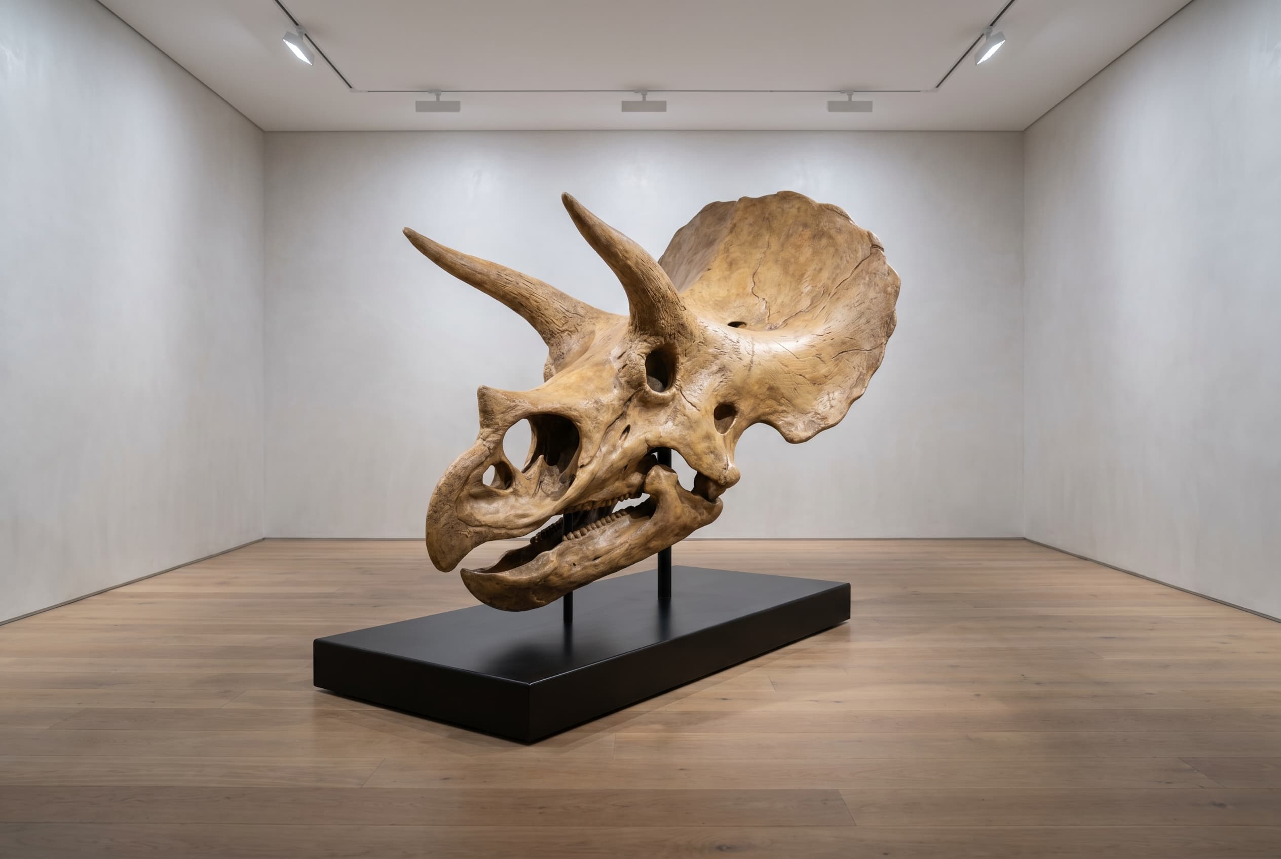 Triceratops Skull — staged render in a staged setting