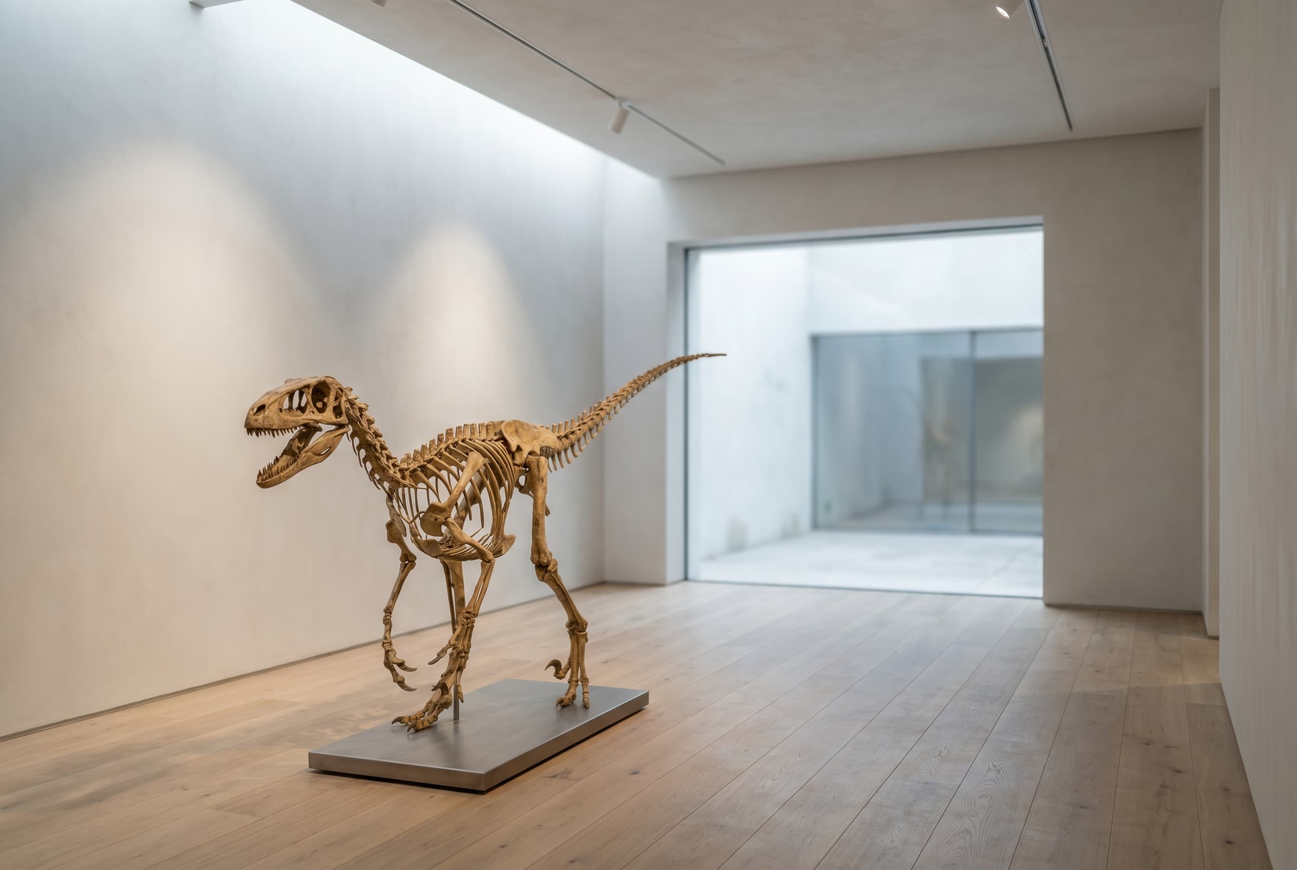 Velociraptor Full Skeleton — staged render in a staged setting