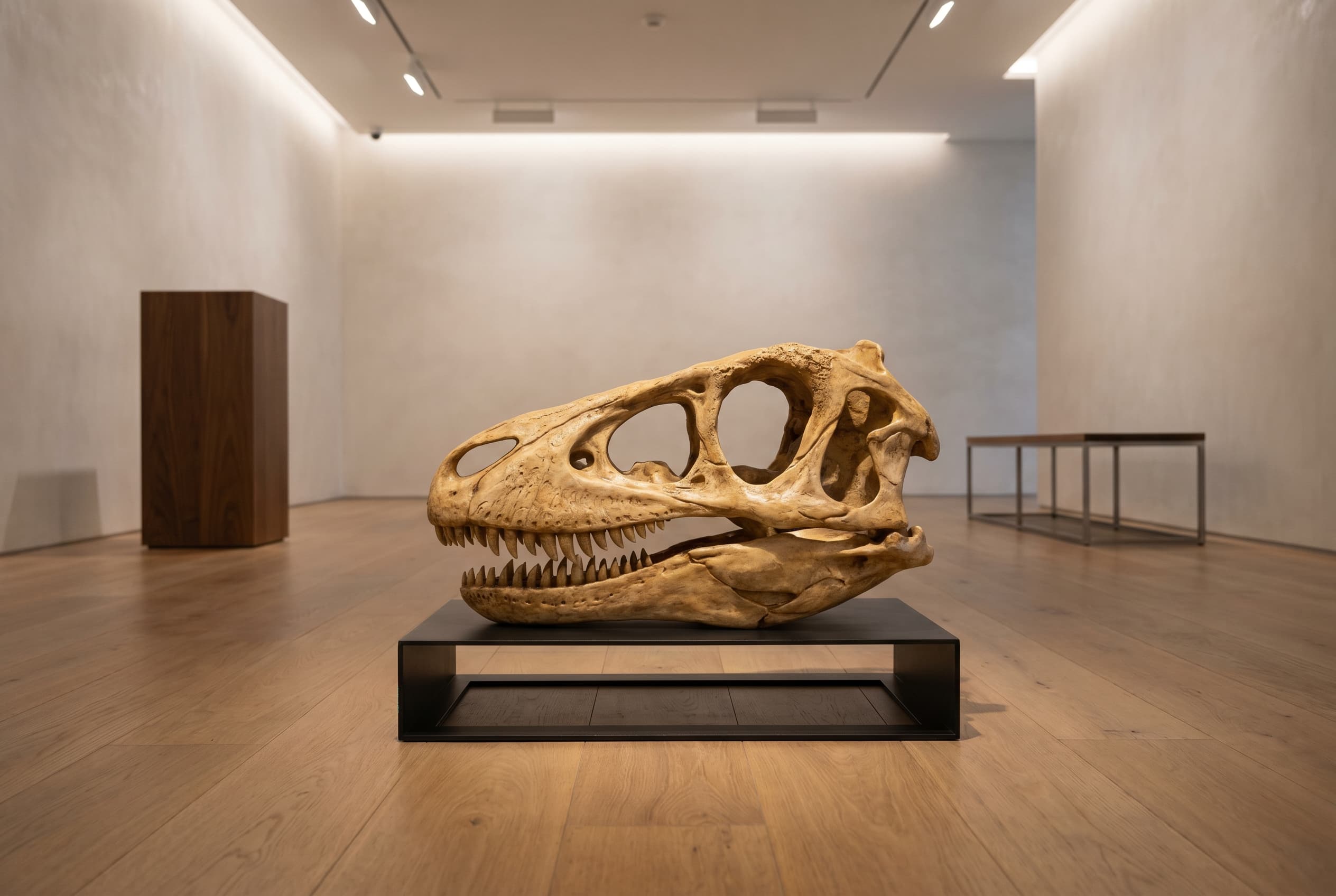 Velociraptor Skull — staged render in a staged setting